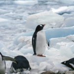南極では風邪をひかないってホントなの？